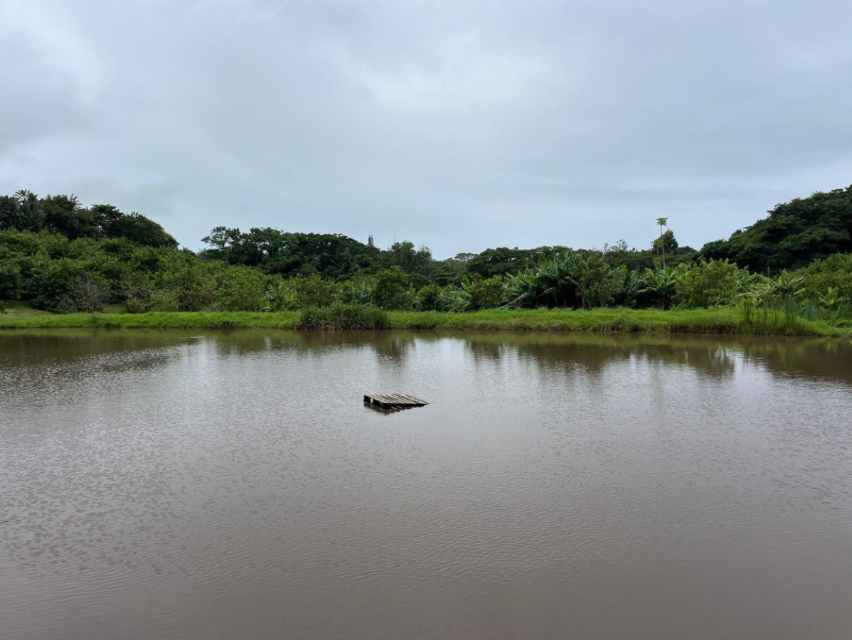Exceptional 4.5ha Macadamia Farm with 2 Dwellings, Dam & Borehole