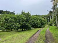 Exceptional 4.5ha Macadamia Farm with 2 Dwellings, Dam & Borehole