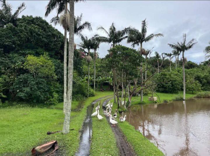 Exceptional 4.5ha Macadamia Farm with 2 Dwellings, Dam & Borehole
