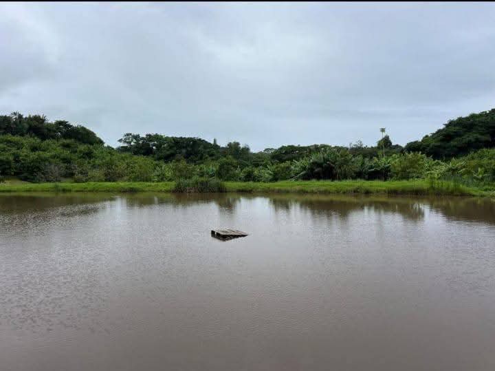 Exceptional 4.5ha Macadamia Farm with 2 Dwellings, Dam & Borehole