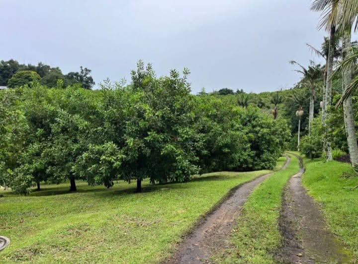 Exceptional 4.5ha Macadamia Farm with 2 Dwellings, Dam & Borehole