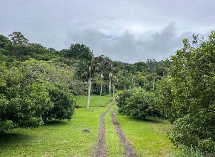 Exceptional 4.5ha Macadamia Farm with 2 Dwellings, Dam & Borehole