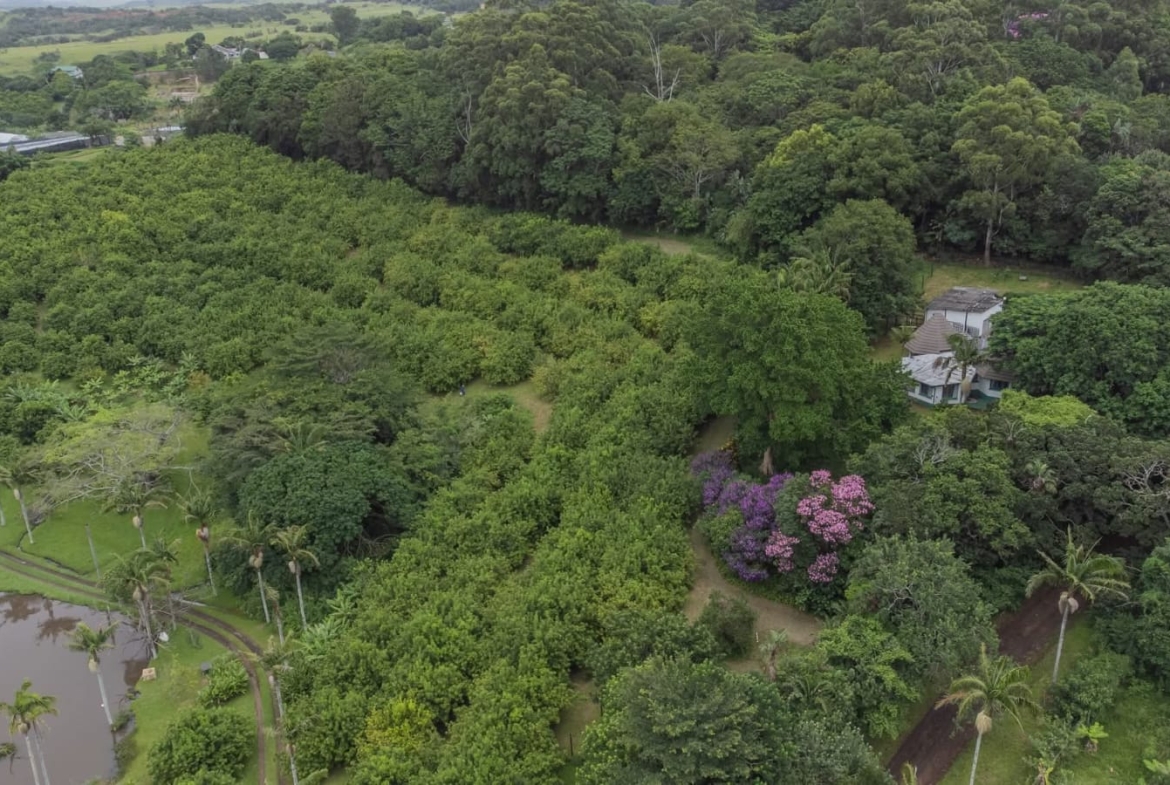 Exceptional 4.5ha Macadamia Farm with 2 Dwellings, Dam & Borehole