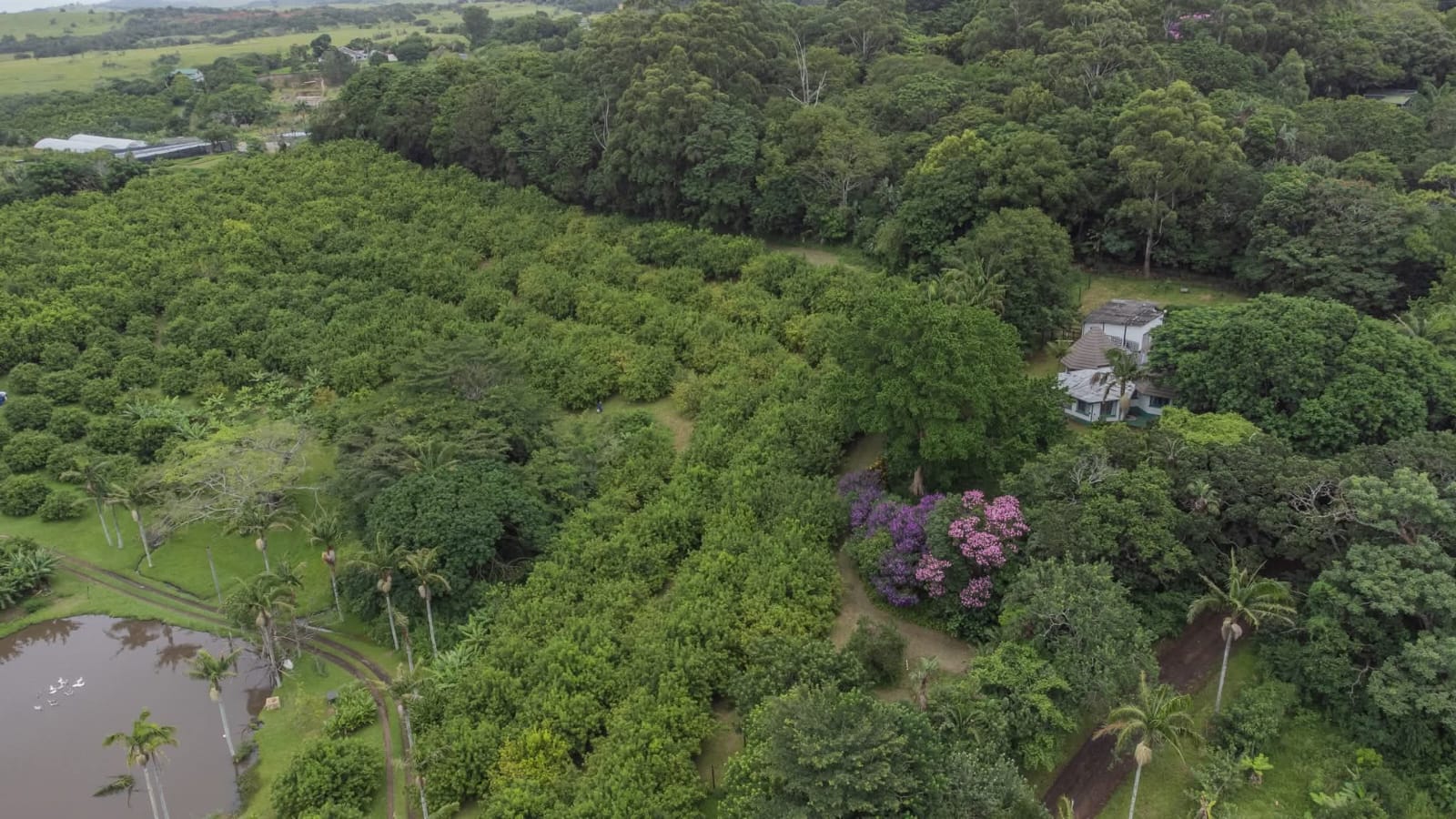 Exceptional 4.5ha Macadamia Farm with 2 Dwellings, Dam & Borehole