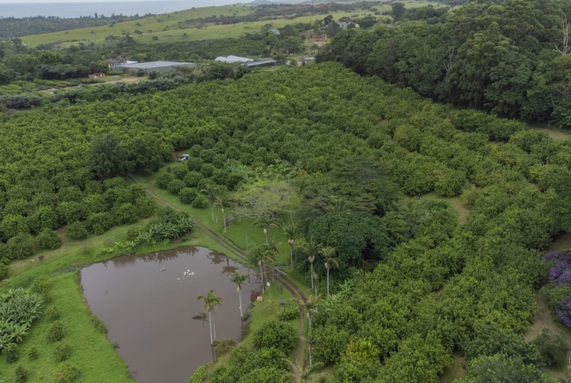 Exceptional 4.5ha Macadamia Farm with 2 Dwellings, Dam & Borehole