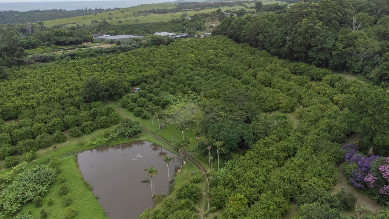 Exceptional 4.5ha Macadamia Farm with 2 Dwellings, Dam & Borehole