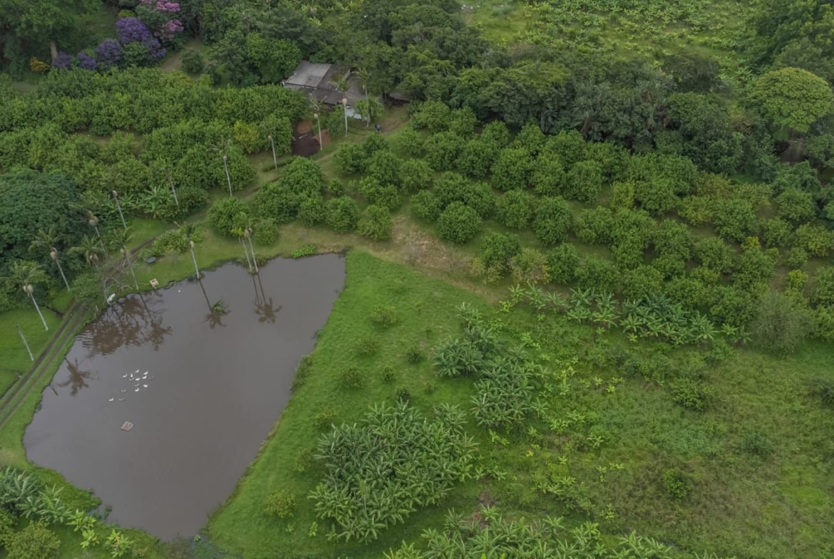 Exceptional 4.5ha Macadamia Farm with 2 Dwellings, Dam & Borehole