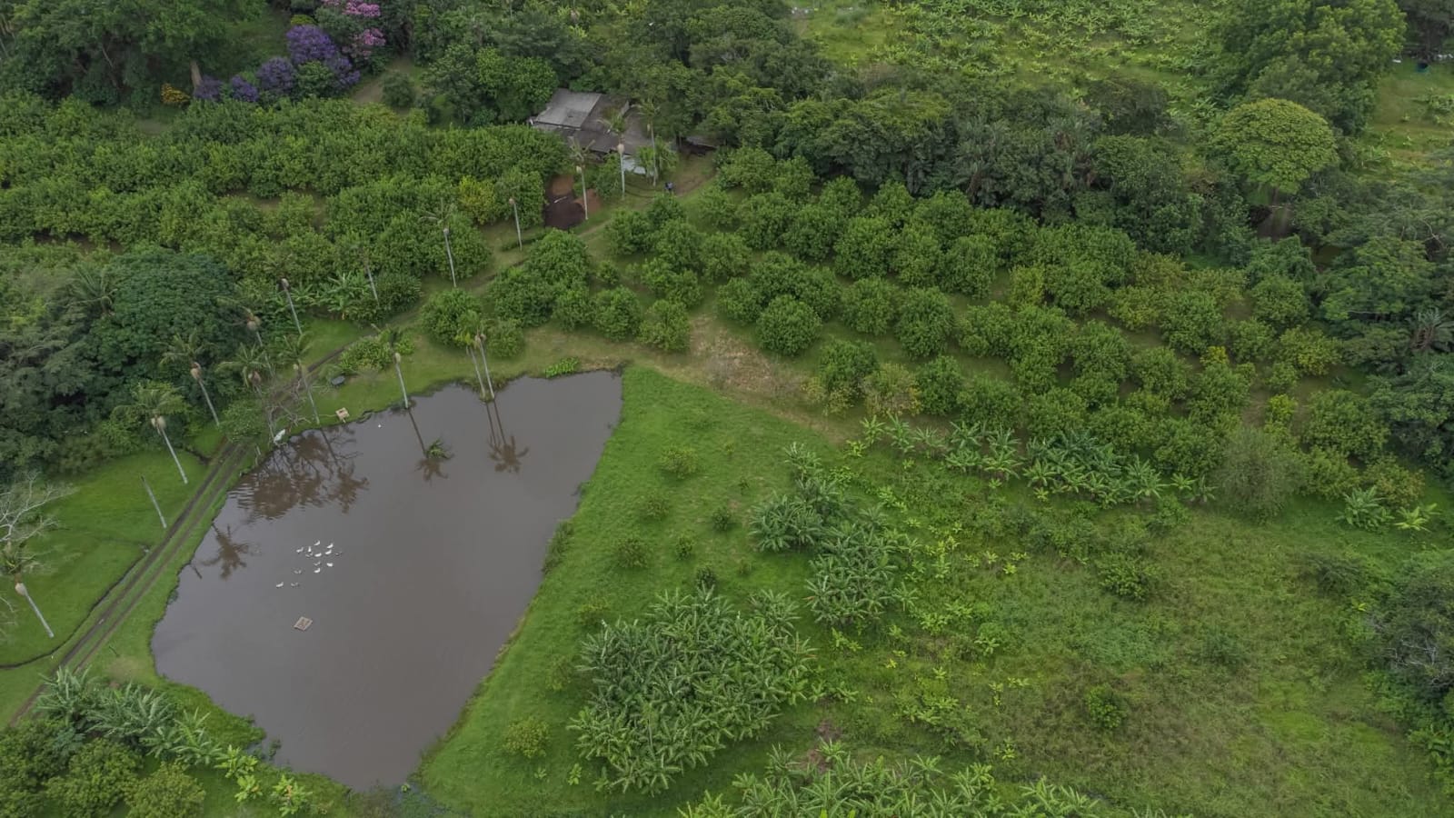 Exceptional 4.5ha Macadamia Farm with 2 Dwellings, Dam & Borehole