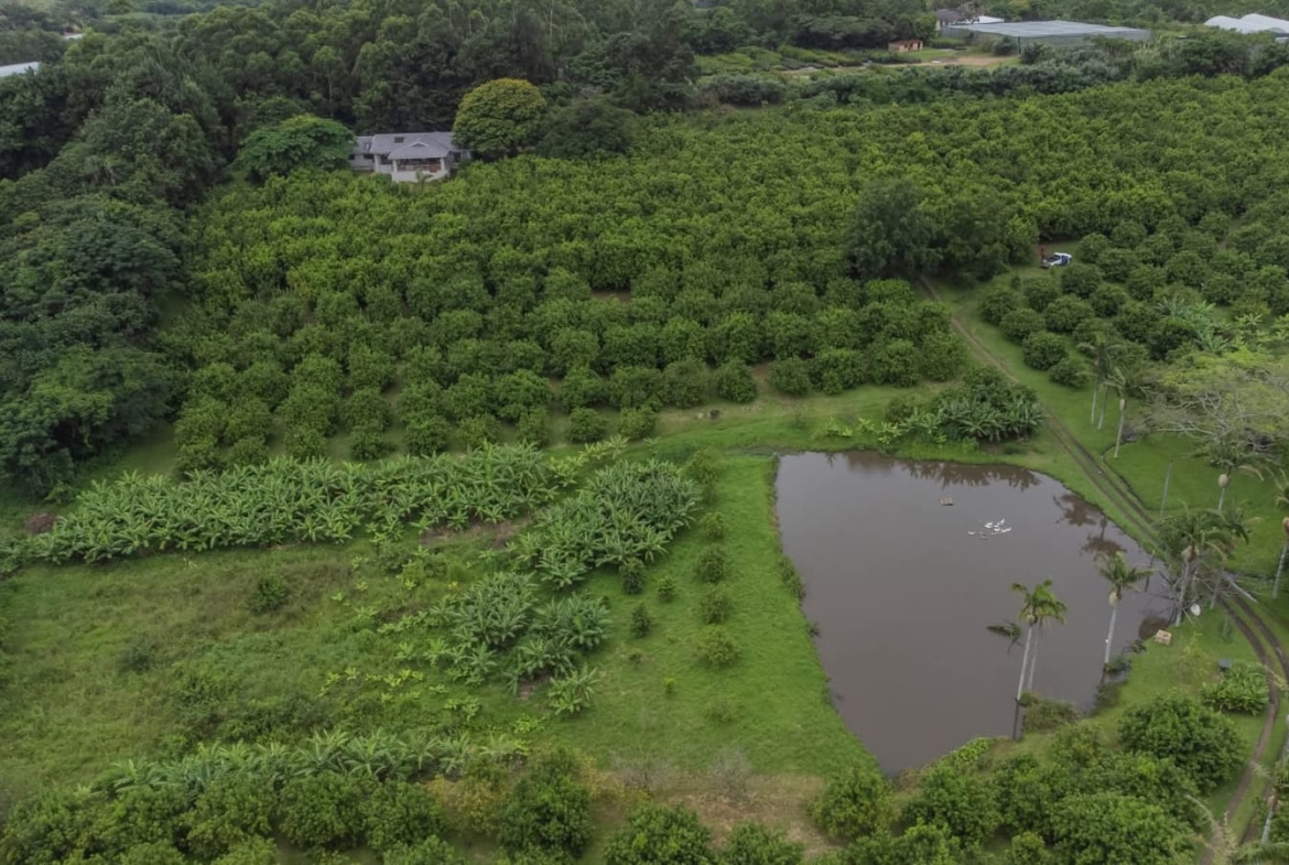 Exceptional 4.5ha Macadamia Farm with 2 Dwellings, Dam & Borehole