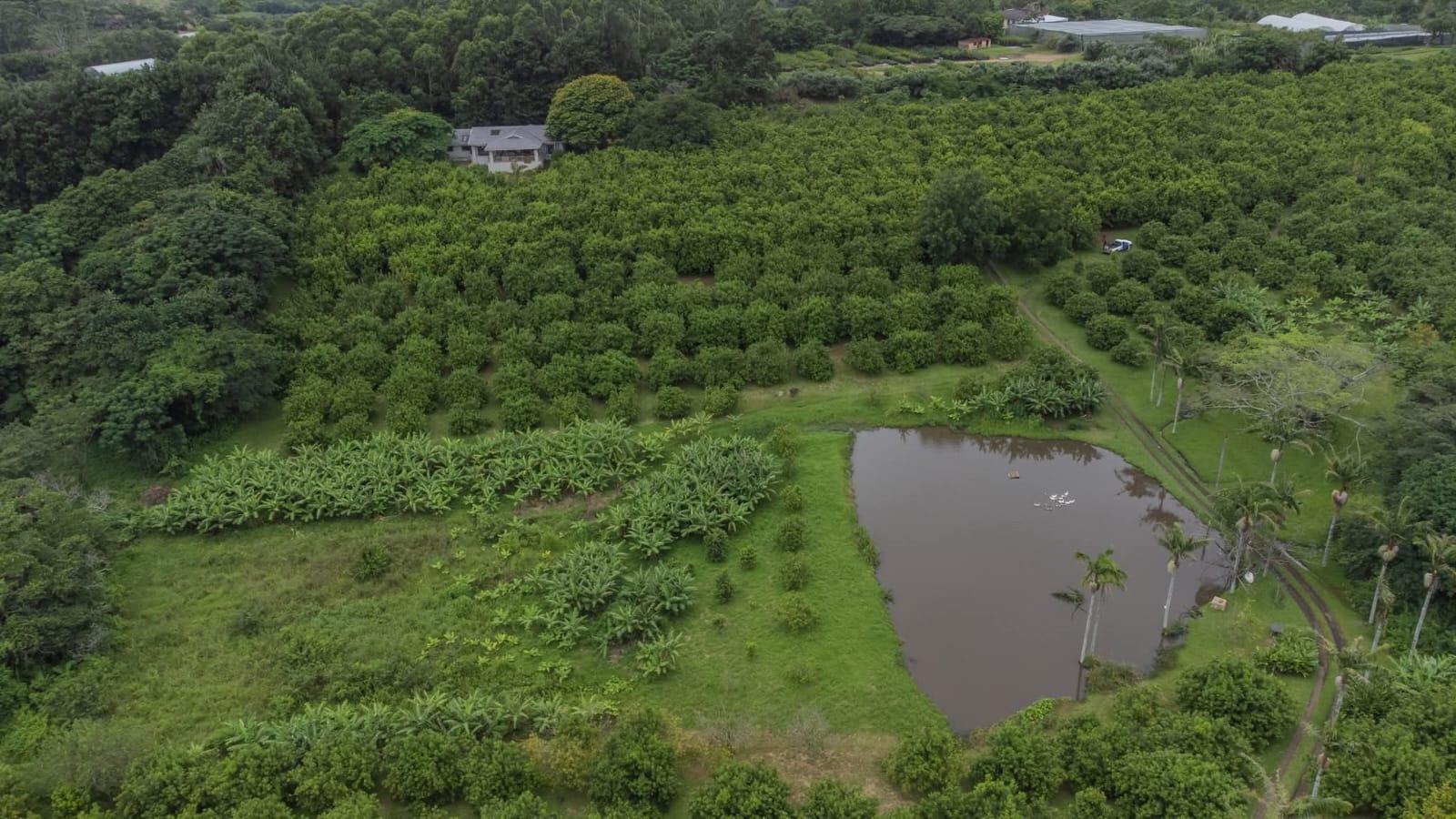 Exceptional 4.5ha Macadamia Farm with 2 Dwellings, Dam & Borehole