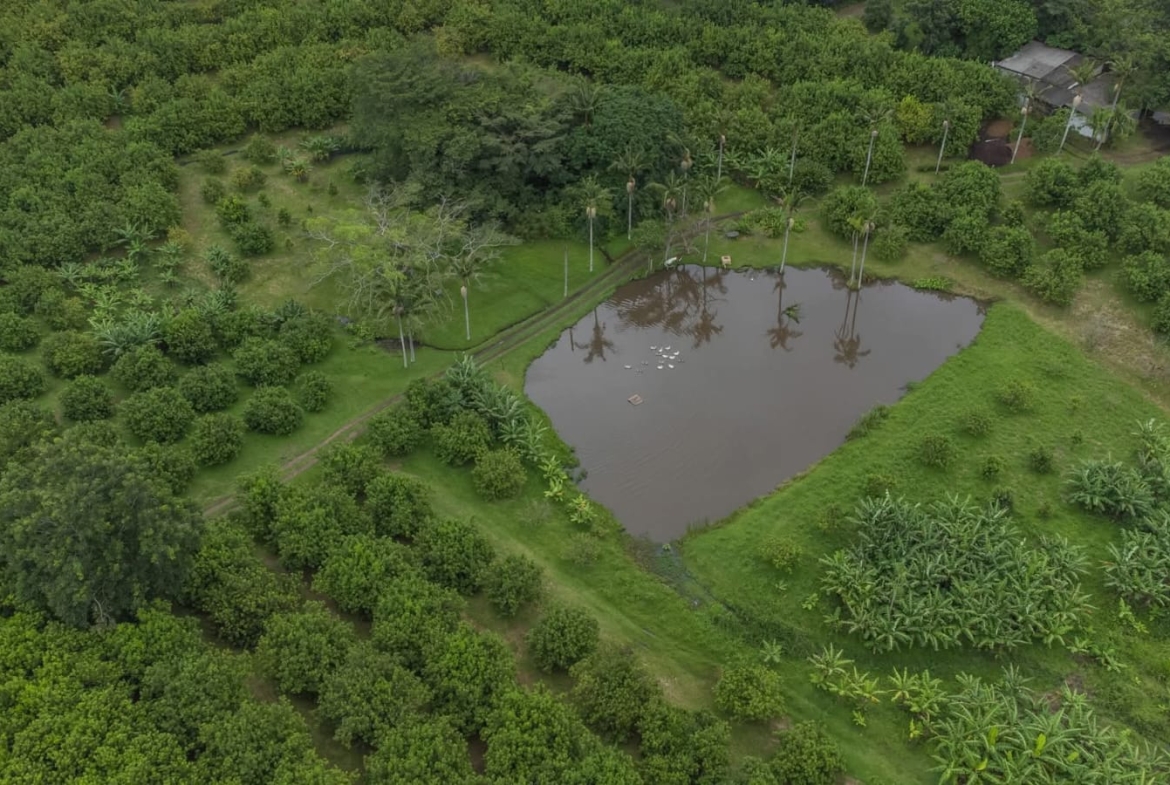 Exceptional 4.5ha Macadamia Farm with 2 Dwellings, Dam & Borehole