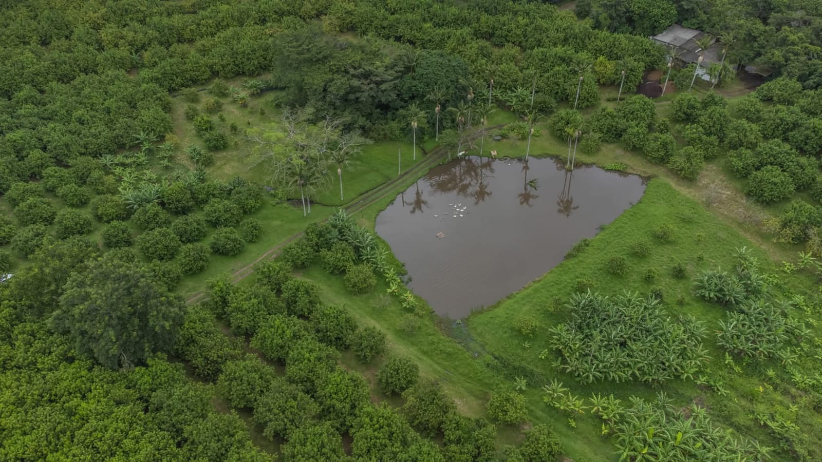 Exceptional 4.5ha Macadamia Farm with 2 Dwellings, Dam & Borehole