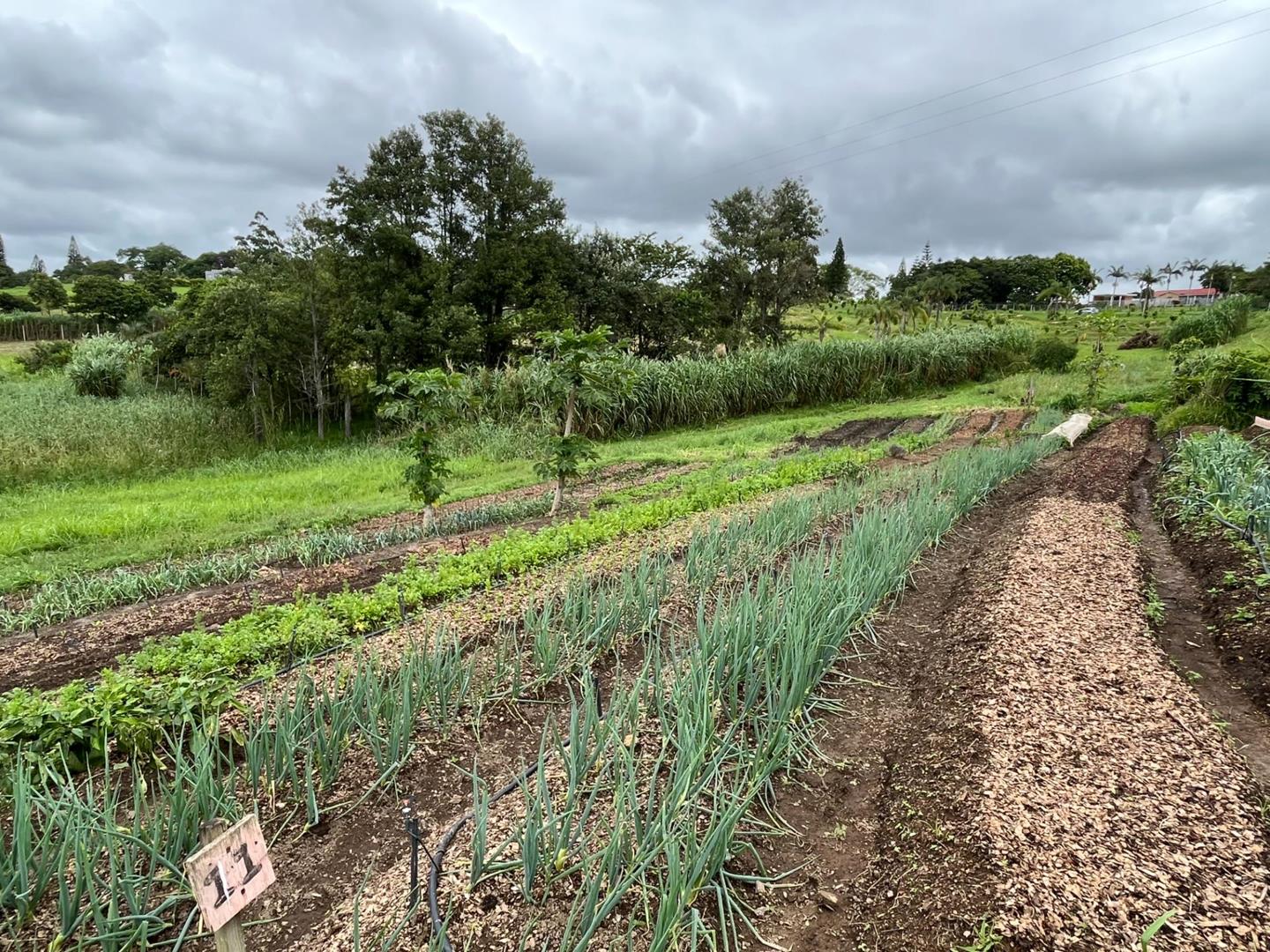 360901120 Farm for Sale in Izotsha