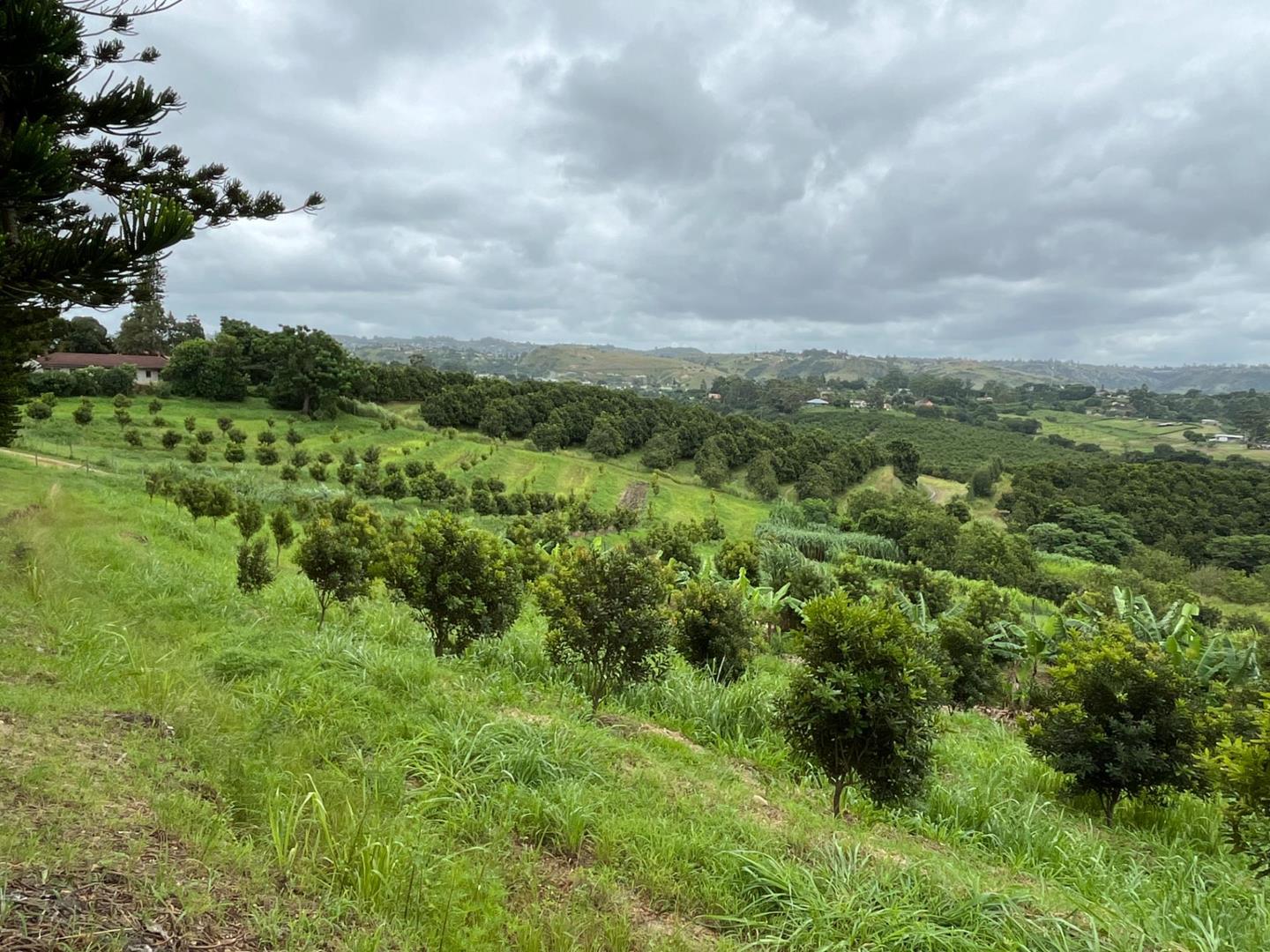360901122 Farm for Sale in Izotsha