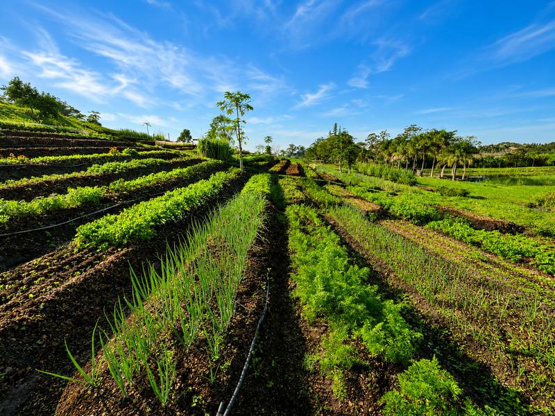Farm for Sale in Izotsha