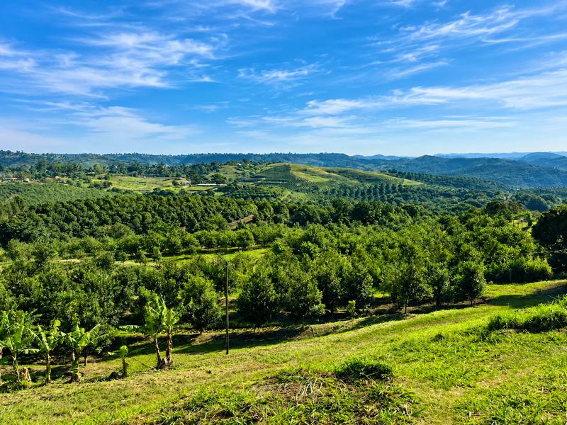 Farm for Sale in Izotsha