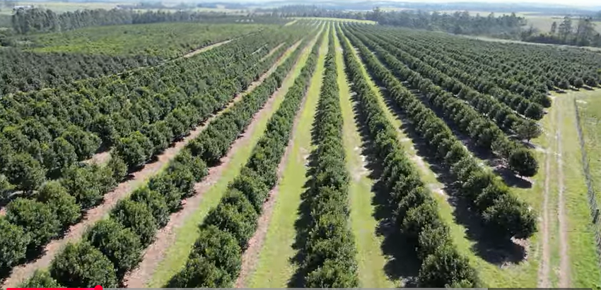 FOR SALE – 100% GOING CONCERN – NO VAT – no transfer duty – FARM PADDOCK